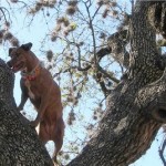 Dogs can climb fences and trees